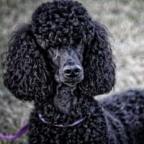 Tammie Smart's Avatar